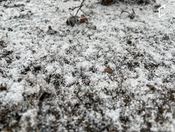 Белгородскую область ожидают ночные заморозки
