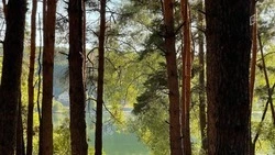 240 тысяч деревьев пополнят лесной фонд Белгородской области в рамках акции «Сад памяти»