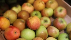 Белгородский рынок «Восход» останется без продления аренды у мэрии