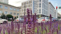 Шквалистый ветер ожидается в Белгородской области в пятницу 