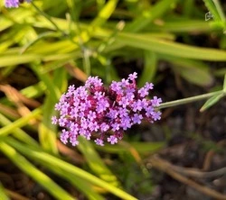 Обновление Красной книги Белгородской области обойдётся в три миллиона рублей
