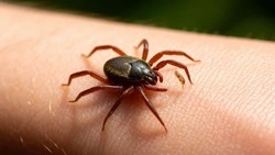 Ещё восемь белгородцев подхватили клещевой боррелиоз за две недели
