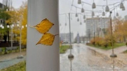 Сильный ветер до 18 м/с и дожди ожидаются в Белгородской области в выходные 
