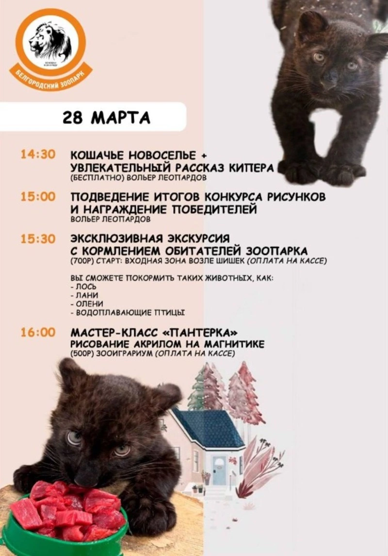 Новоселье чёрной пантеры Багиры