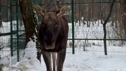 Лось Родион из Белгородского зоопарка раньше времени сбросил рога