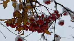 Белгородские синоптики прогнозируют мокрый снег, дождь и туман во вторник