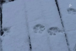 Гололёд и туман накроют Белгородскую область в конце рабочей недели 