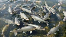 Ракитянская администрация удивила белгородцев летающими над прудом ИИ-карасями