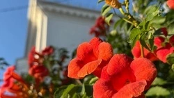 Туманная ночь и жаркий день ожидаются в Белгородской области во вторник