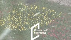 «Тюльпаны в снежном плену»: Белгород переживает погодные качели