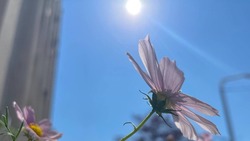 Белгород готовится к аномальной жаре: +33°C ожидается 13 июля