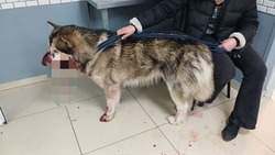 Гладков пообещал разобраться со стрелявшим в пса живодёром