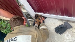 Белгородские спасатели освободили застрявшую под выдвижными воротами собаку