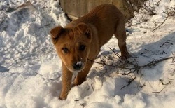 Прокуратура проверит приют в Яковлевском округе после сообщений о сожжении собак в Томаровке