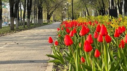Мэрия Белгорода направит ещё 7,7 млн рублей на посадку тюльпанов в городе 