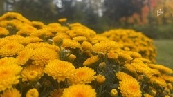 Тёплая облачная погода ожидается в Белгородской области в пятницу