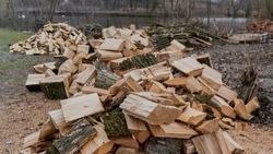 Белгородцы срубили деревья для отопления дома и попали под уголовное дело 