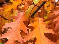 Потепление придёт в Белгородскую область в четверг