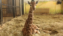 Девятимесячный жираф по кличке Сафари поселился в Белгородском зоопарке