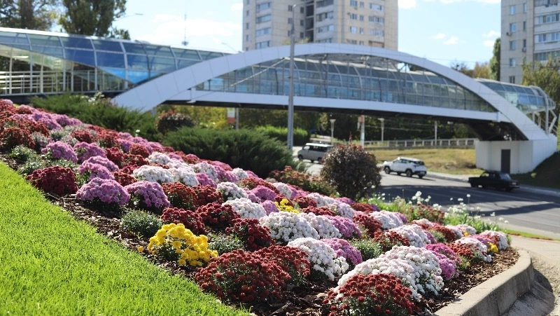 Живая изгородь в виде волн и шаров появится в районе моста на Ватутина  в Белгороде в 2026 году