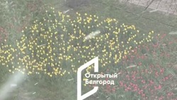 «Тюльпаны в снежном плену»: Белгород переживает погодные качели