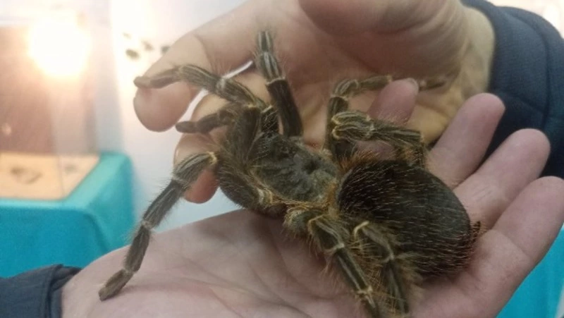 Выставка «Планета пауков»