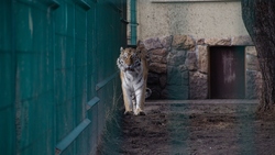 Беречь и охранять. Какие редкие животные обитают в белгородском зоопарке