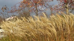 Последний день короткой рабочей недели будет пасмурным в Белгородской области