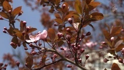 Весеннее тепло вернётся в Белгородскую область в четверг