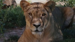 Львята впервые родились в белгородском зоопарке 