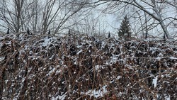 Мокрый снег и гололедица ожидаются в Белгородской области во вторник