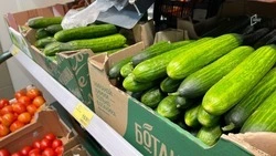 Цены на огурцы упали на 15% за месяц в Белгородской области