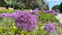 В Центральном парке Белгорода появились новые цветочные композиции