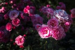 На Народном бульваре в Белгороде появятся 4,5 тысячи роз