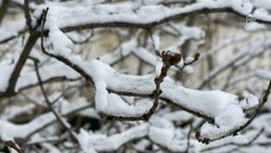 Незначительное потепление придёт в Белгородскую область во вторник