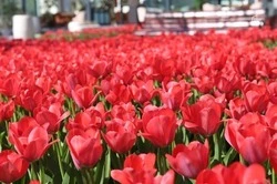 Зимняя высадка тюльпанов на улицах Белгорода обойдётся в 18 млн рублей 