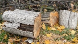 Валка и обрезка деревьев по Богдана Хмельницкого в Белгороде обойдётся в 4 млн рублей