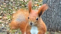 Пояснили за пушистость: белгородские лесничие опубликовали интересные факты о белках к их празднику