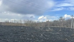 В Белгородской области с начала года произошло 98 ландшафтных пожаров