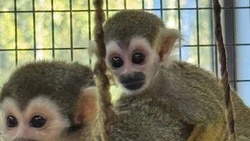 Двухмесячного детёныша саймири показали в Белгородском зоопарке