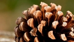 Урожайность семян сосны снизилась в Белгородской области