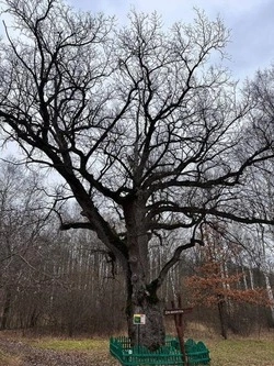 360-летний дуб из Белгородской области претендует на звание лучшего дерева России