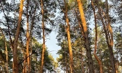 «Семилетний рекорд»: полмиллиона саженцев высажено в Белгородской области в 2025 году  