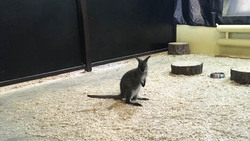 В Белгородском зоопарке поселился новый кенгурёнок