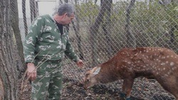 Обнаруженного в парке Вейделевки пятнистого оленя разместили в вольере в Белгородской области