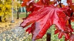 Пятница в Белгородской области будет облачной, но тёплой