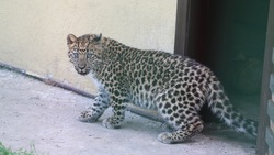 Молодую самку леопарда показали в белгородском зоопарке