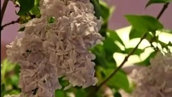 Январская сирень расцвела в корпусах НИУ «БелГУ» ко Дню студента