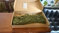 Белгородец задержан за хранение более 400 граммов марихуаны
