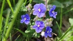 Дожди, грозы и сильный ветер ожидаются в Белгородской области в понедельник